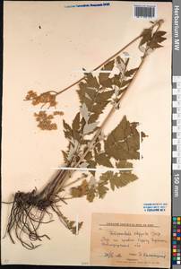 Filipendula ulmaria subsp. picbaueri (Podp.) Smejkal, Средняя Азия и Казахстан, Северный и Центральный Казахстан (M10) (Казахстан)