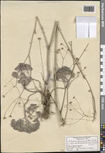 Ekimia bornmuelleri (Hub.-Mor. & Reese) H. Duman & M. F. Watson, Зарубежная Азия (ASIA) (Турция)