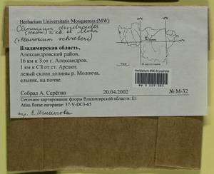 Pleurozium schreberi (Willd. ex Brid.) Mitt., Гербарий мохообразных, Мхи - Центральное Нечерноземье (B6) (Россия)