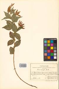 Горошек однопарный A.Braun, Сибирь, Дальний Восток (S6) (Россия)