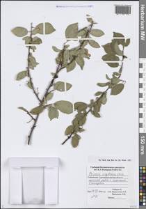 Алыча Ehrh., Средняя Азия и Казахстан, Памир и Памиро-Алай (M2) (Узбекистан)