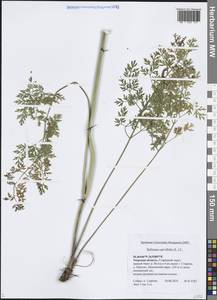 Гирча тминолистная (L.) L., Восточная Европа, Северо-Западный район (E2) (Россия)