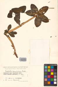 Euphorbia hylonoma Hand.-Mazz., Сибирь, Дальний Восток (S6) (Россия)
