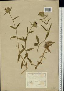 Гвоздика бородатая L., Восточная Европа, Московская область и Москва (E4a) (Россия)