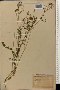 Вязель пестрый, Вязель разноцветный L., Кавказ, Абхазия (K4a) (Абхазия)