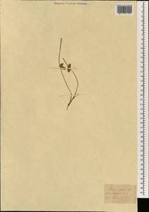 Schoenoplectiella articulata (L.) Lye, Зарубежная Азия (ASIA) (Неизвестно)