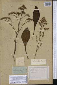 Limonium gmelini (Willd.) Kuntze, Ботанические сады и дендрарии (GARD) (Россия)