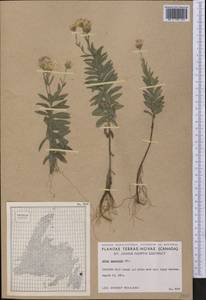 Oclemena nemoralis (Aiton) Greene, Америка (AMER) (Канада)