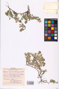 MHA 0 157 096, Thymus pannonicus All., Восточная Европа, Нижневолжский район (E9) (Россия)
