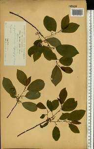 Крушина ломкая, Крушина ольховидная Mill., Восточная Европа, Центральный лесостепной район (E6) (Россия)