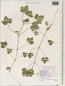 Drusa glandulosa (Poir.) H. Wolff ex Engl., Африка (AFR) (Испания)