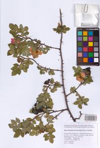 Шиповник почти-собачий (Christ) Dalla Torre & Sarnth., Восточная Европа, Московская область и Москва (E4a) (Россия)