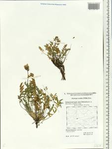 Остролодочник грязноватый (Willd.) Pers., Сибирь, Дальний Восток (S6) (Россия)