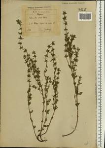 Пахучка полевая, Щебрушка полевая (L.) Kuntze, Восточная Европа, Северо-Западный район (E2) (Россия)