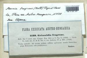 Mannia fragrans (Balb.) Frye & L. Clark, Гербарий мохообразных, Мхи - Западная Европа (BEu) (Италия)