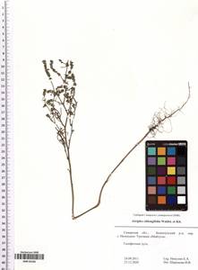 Лебеда продолговатолистная Waldst. & Kit., Восточная Европа, Средневолжский район (E8) (Россия)