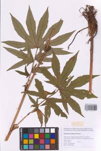 Filipendula digitata (Willd.) Bergmans, Сибирь, Дальний Восток (S6) (Россия)