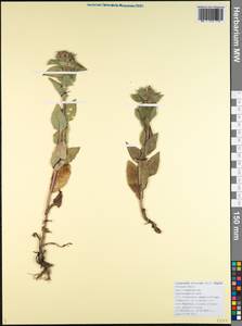 Campanula glomerata subsp. hispida (Witasek) Hayek, Кавказ, Черноморское побережье (от Новороссийска до Адлера) (K3) (Россия)