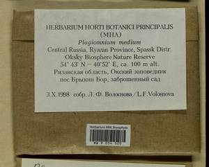 Plagiomnium medium (Bruch & Schimp.) T.J. Kop., Гербарий мохообразных, Мхи - Центральное Нечерноземье (B6) (Россия)