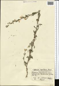 Delphinium rugulosum Boiss., Средняя Азия и Казахстан, Муюнкумы, Прибалхашье и Бетпак-Дала (M9) (Казахстан)