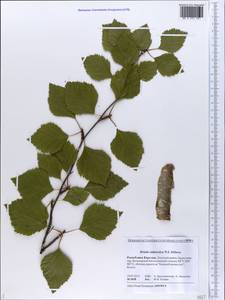 Betula pubescens subsp. pubescens, Восточная Европа, Северный район (E1) (Россия)