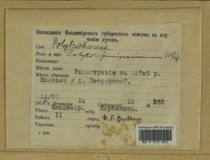 Polytrichum juniperinum Hedw., Гербарий мохообразных, Мхи - Центральное Нечерноземье (B6) (Россия)