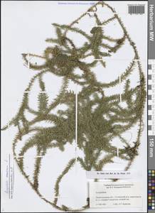 Spinulum annotinum subsp. annotinum, Восточная Европа, Северо-Западный район (E2) (Россия)