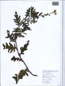 Jacobaea erucifolia subsp. grandidentata (Ledeb.) V. V. Fateryga & Fateryga, Кавказ, Черноморское побережье (от Новороссийска до Адлера) (K3) (Россия)