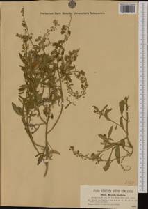Резеда непахучая Rchb., Западная Европа (EUR) (Венгрия)