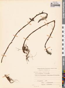 Хвостник обыкновенный, Водяная сосенка L., Сибирь, Чукотка и Камчатка (S7) (Россия)