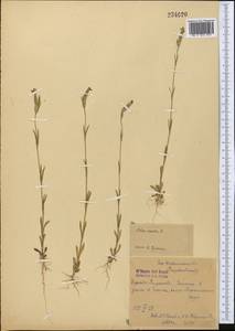Silene conica subsp. conica, Средняя Азия и Казахстан, Сырдарьинские пустыни и Кызылкумы (M7)