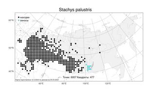 Stachys palustris, Чистец болотный L., Атлас флоры России (FLORUS) (Россия)