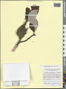 Hedlundia kuznetzovii (Zinserl.) Mezhenskyj, Кавказ, Краснодарский край и Адыгея (K1a) (Россия)