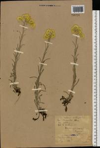 Цмин песчаный (L.) Moench, Восточная Европа, Северо-Западный район (E2) (Россия)