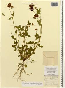 Trifolium badium subsp. rytidosemium (Boiss. & Hohen.) M.Hossain, Кавказ, Ставропольский край, Карачаево-Черкесия, Кабардино-Балкария (K1b) (Россия)