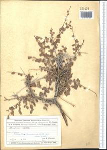 Курчавка шиповатая L., Средняя Азия и Казахстан, Муюнкумы, Прибалхашье и Бетпак-Дала (M9) (Казахстан)