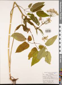 Сныть обыкновенная L., Восточная Европа, Центральный район (E4) (Россия)