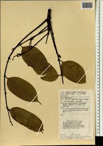Dacryodes incurvata (Engl.) H. J. Lam, Зарубежная Азия (ASIA) (Малайзия)