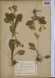 Primula × polyantha Mill., Западная Европа (EUR) (Австрия)