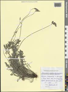 Эспарцет остролодочниковый Bunge ex Boiss., Кавказ, Черноморское побережье (от Новороссийска до Адлера) (K3) (Россия)