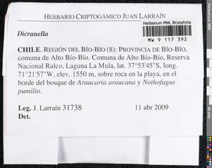 Dicranella, Гербарий мохообразных, Мхи - Америка (BAm) (Чили)