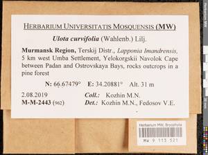 Ulota curvifolia (Wahlenb.) Sw., Гербарий мохообразных, Мхи - Карелия, Ленинградская и Мурманская области (B4) (Россия)