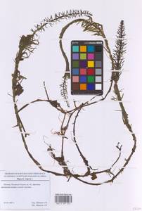 Хвостник обыкновенный, Водяная сосенка L., Восточная Европа, Московская область и Москва (E4a) (Россия)