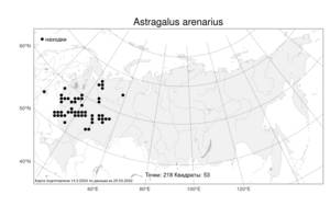 Astragalus arenarius, Астрагал песчаный L., Атлас флоры России (FLORUS) (Россия)