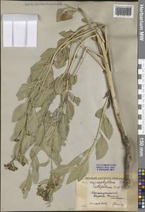 Цельнолистник широколистный Kar. & Kir., Средняя Азия и Казахстан, Западный Тянь-Шань и Каратау (M3) (Узбекистан)