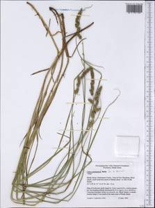Carex polystachya Sw. ex Wahlenb., Америка (AMER) (США)