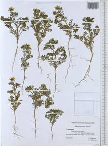 Adonis dentata subsp. persica (Boiss.) Riedl, Средняя Азия и Казахстан, Копетдаг, Бадхыз, Малый и Большой Балхан (M1) (Туркмения)