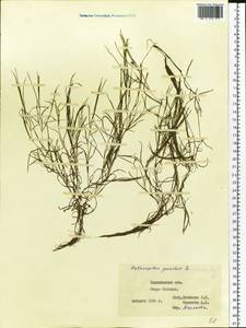 Рдест маленький L., Восточная Европа, Северо-Западный район (E2) (Россия)