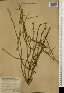 Хондрилла ситниковидная L., Кавказ, Азербайджан (K6) (Азербайджан)