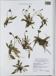 Scorzoneroides carpetana subsp. duboisii (Sennen) Gallego, Западная Европа (EUR) (Испания)